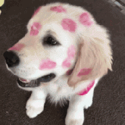 我家狗，在外面有人了！