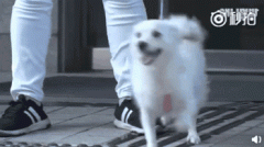 狗，真是人類(lèi)最好的朋友嗎？