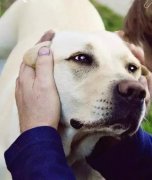 養(yǎng)狗之后才知道，這世界上真有無(wú)條件的愛…