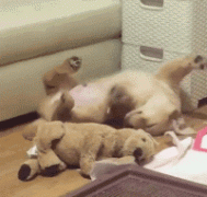 什么暖汪，全都是騙我養(yǎng)狗編出來(lái)的鬼話！