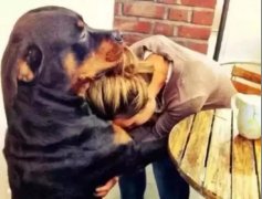 關于狗子，你不知道的秘密