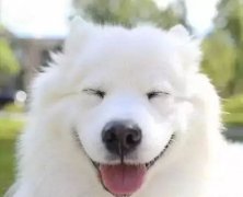 你是什么時候被你家狗撩到的？