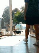 養一只傻狗是一種什么樣的體驗？