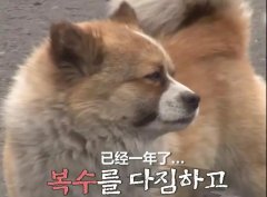 狗子會記仇嗎？