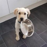 到了飯點不喂狗，你可知道后果的嚴(yán)重性？