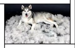 毛質差、過度脫毛？華興重磅推出犬美毛處方糧