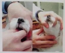 狗狗喂藥小技巧！ 華興寵物食品