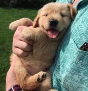 把狗當孩子養，你認同嗎？ 華興寵物食品