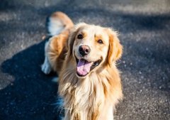 春季養(yǎng)狗，需要注意什么？ 華興寵物食品