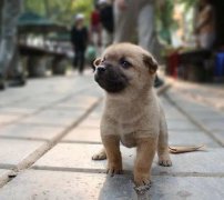 小奶狗剛到家一直叫怎么辦？