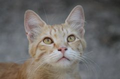 流浪貓可以帶回家養(yǎng)嗎？怎么把流浪貓帶回家養(yǎng)？