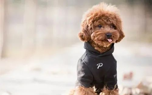 養狗，這些“低級錯誤”千萬不能犯！