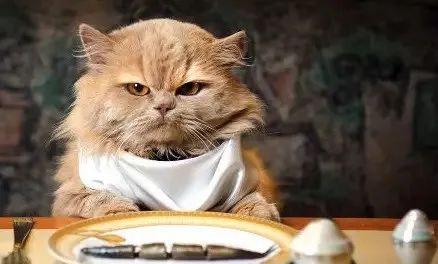 關(guān)于貓咪的5個(gè)“民間說(shuō)法”，過(guò)于荒誕了